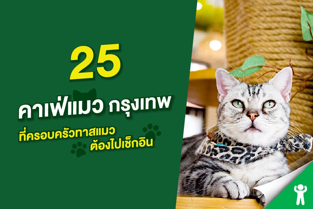 25 คาเฟ่แมว กรุงเทพ 2025 ที่ครอบครัวทาสแมวต้องไปเช็กอิน 