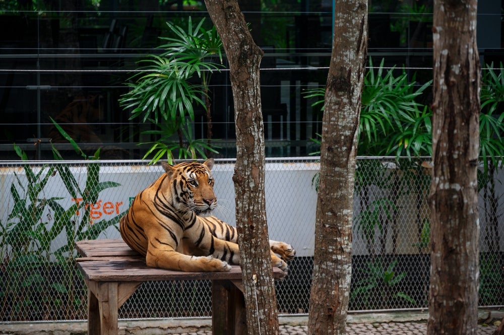 Tiger Park พัทยา