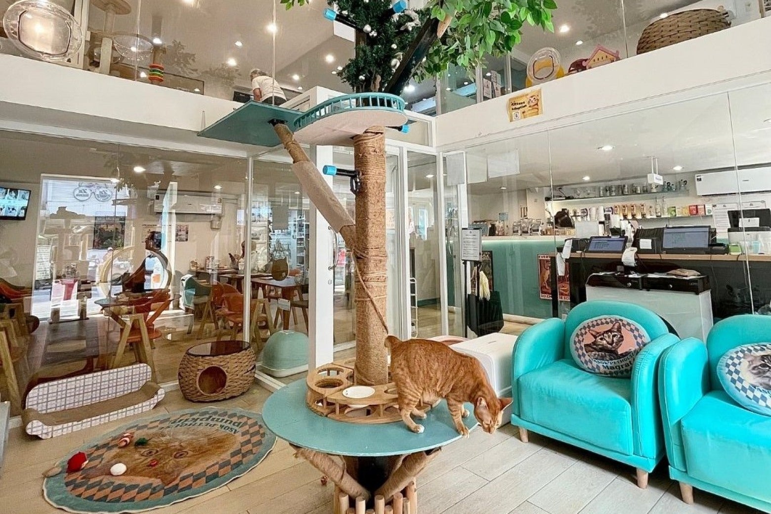 คาเฟ่แมว Asok Pethouse Cat Cafe 