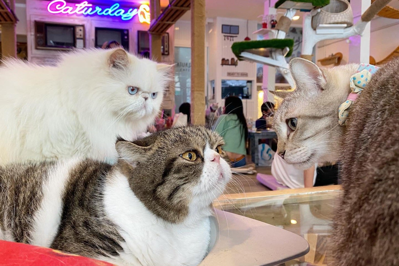 คาเฟ่แมว Caturday Cafe