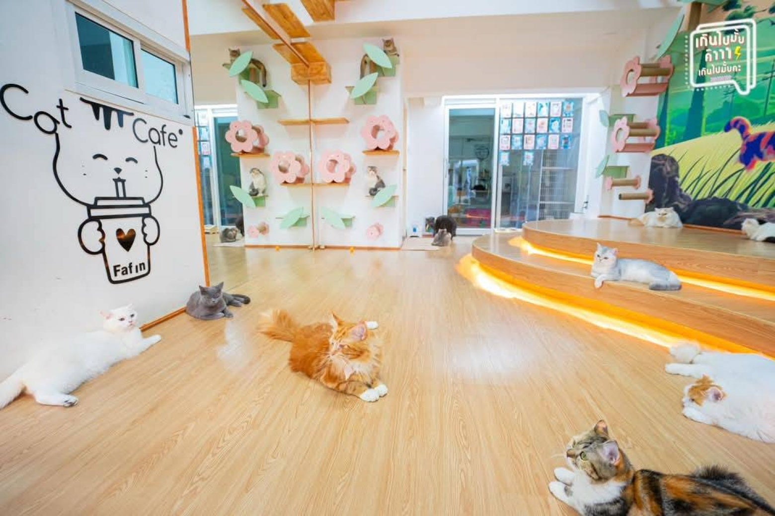 คาเฟ่แมว Fafin Cat Cafe  