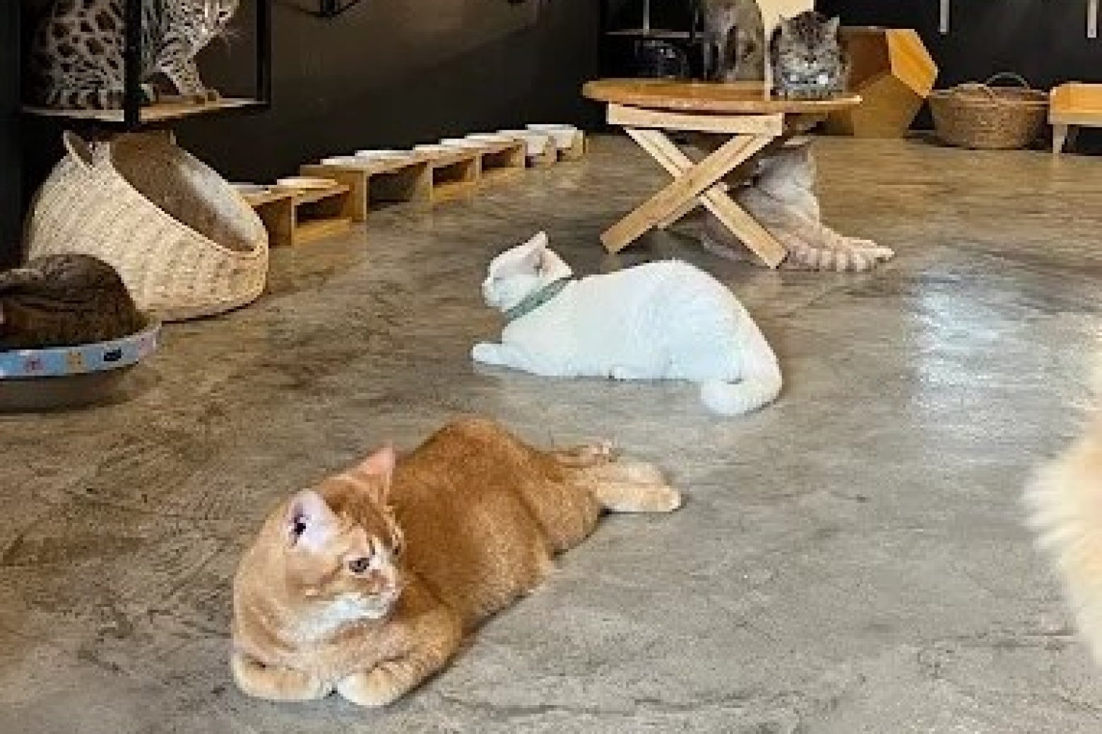 คาเฟ่แมว Indicat Cafe & Hotel 