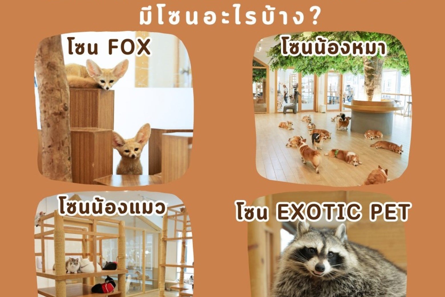 คาเฟ่แมว Little Zoo Cafe 