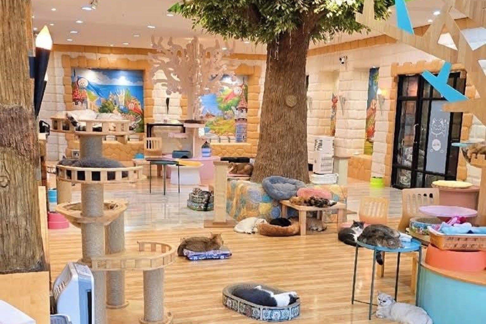 คาเฟ่แมว Play with Cat Cafe