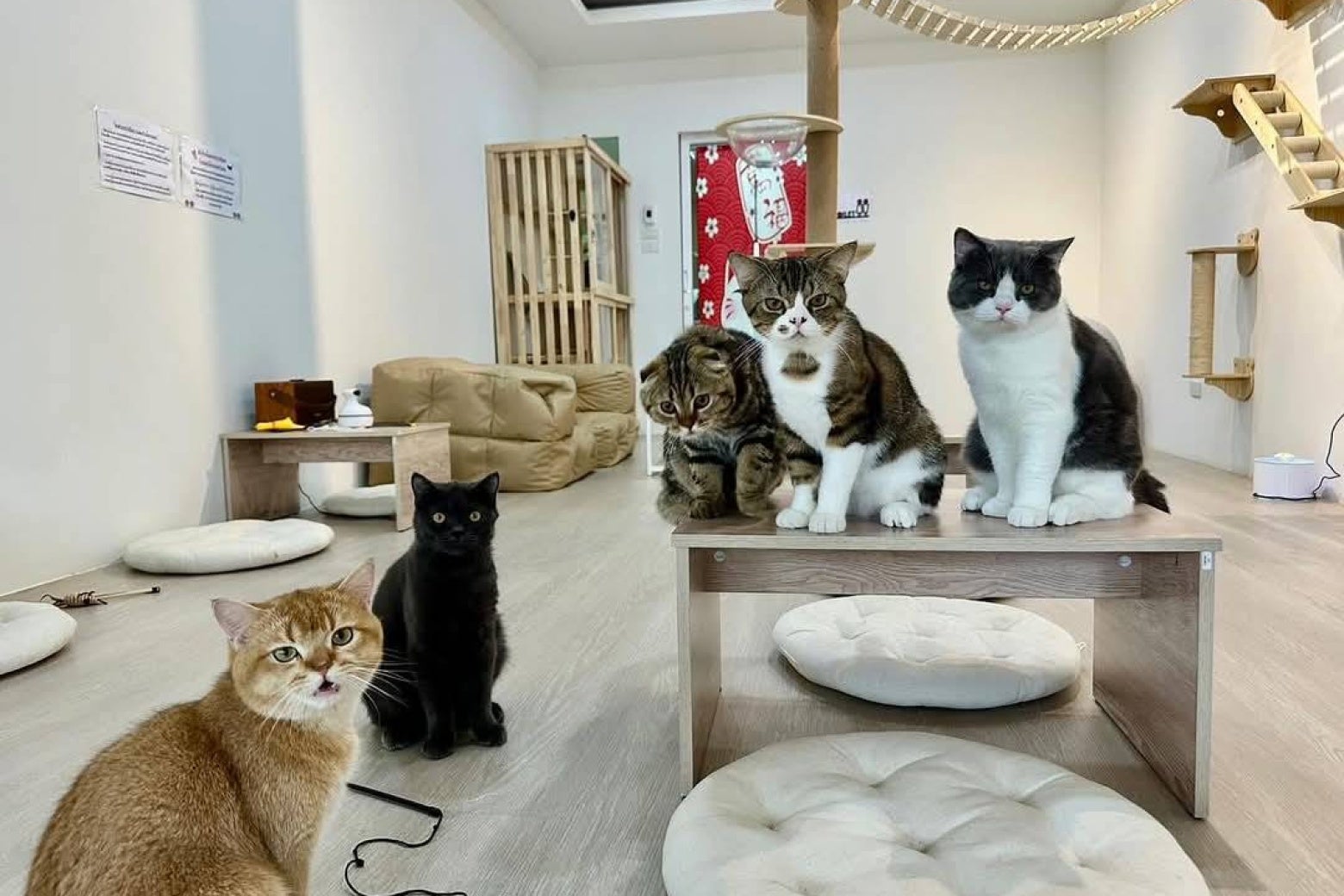คาเฟ่แมว ShuShu Chilling Space