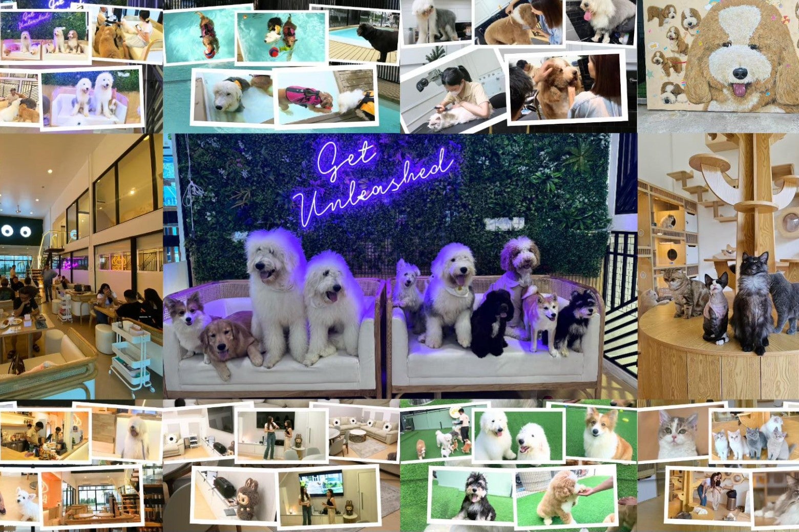คาเฟ่แมว Zucca The Pet Sanctuary & Cafe 
