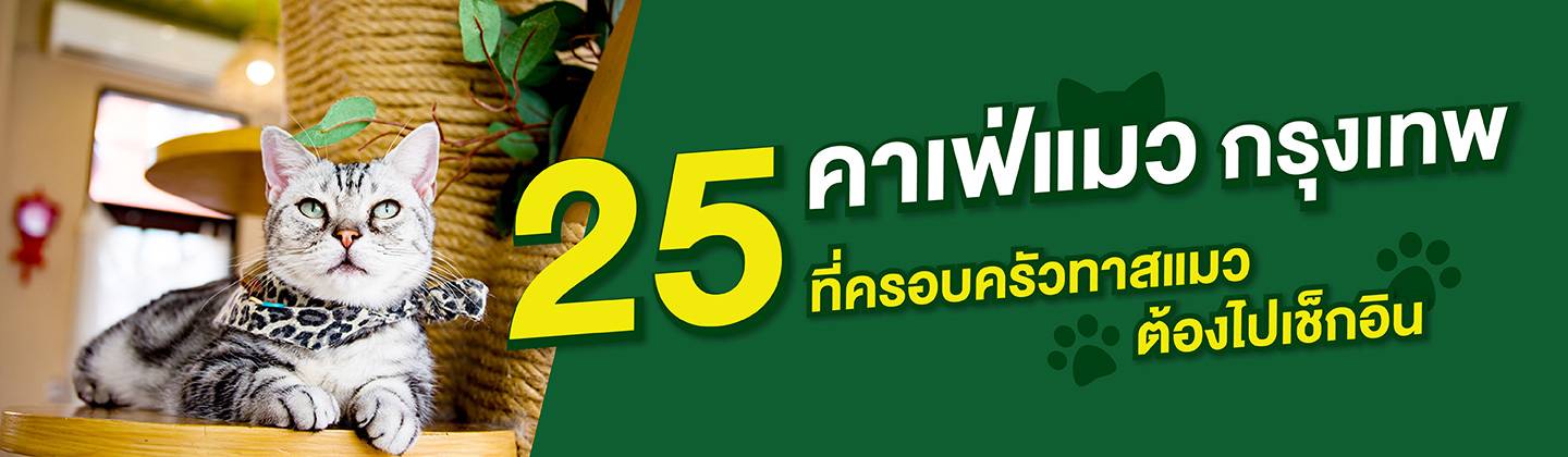 25 คาเฟ่แมว กรุงเทพ